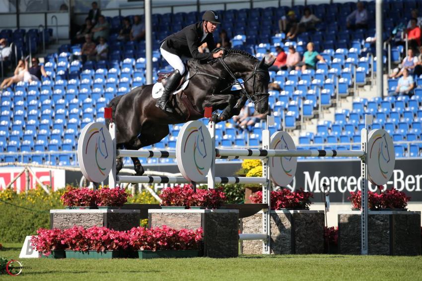 Show Jumping Stallions At Stud